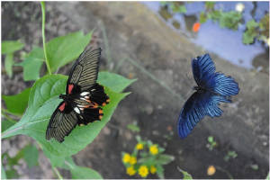 Mormon Butterfly Couple Click to Find Clues