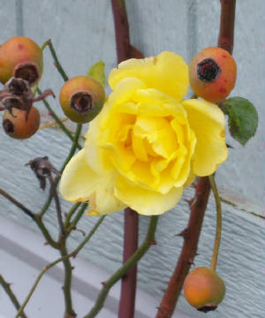 Winter Rose 12-30-2012