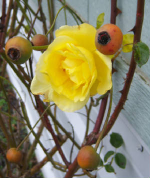 Winter Rose 12-30-2012