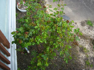 rosebush 4-18-2012