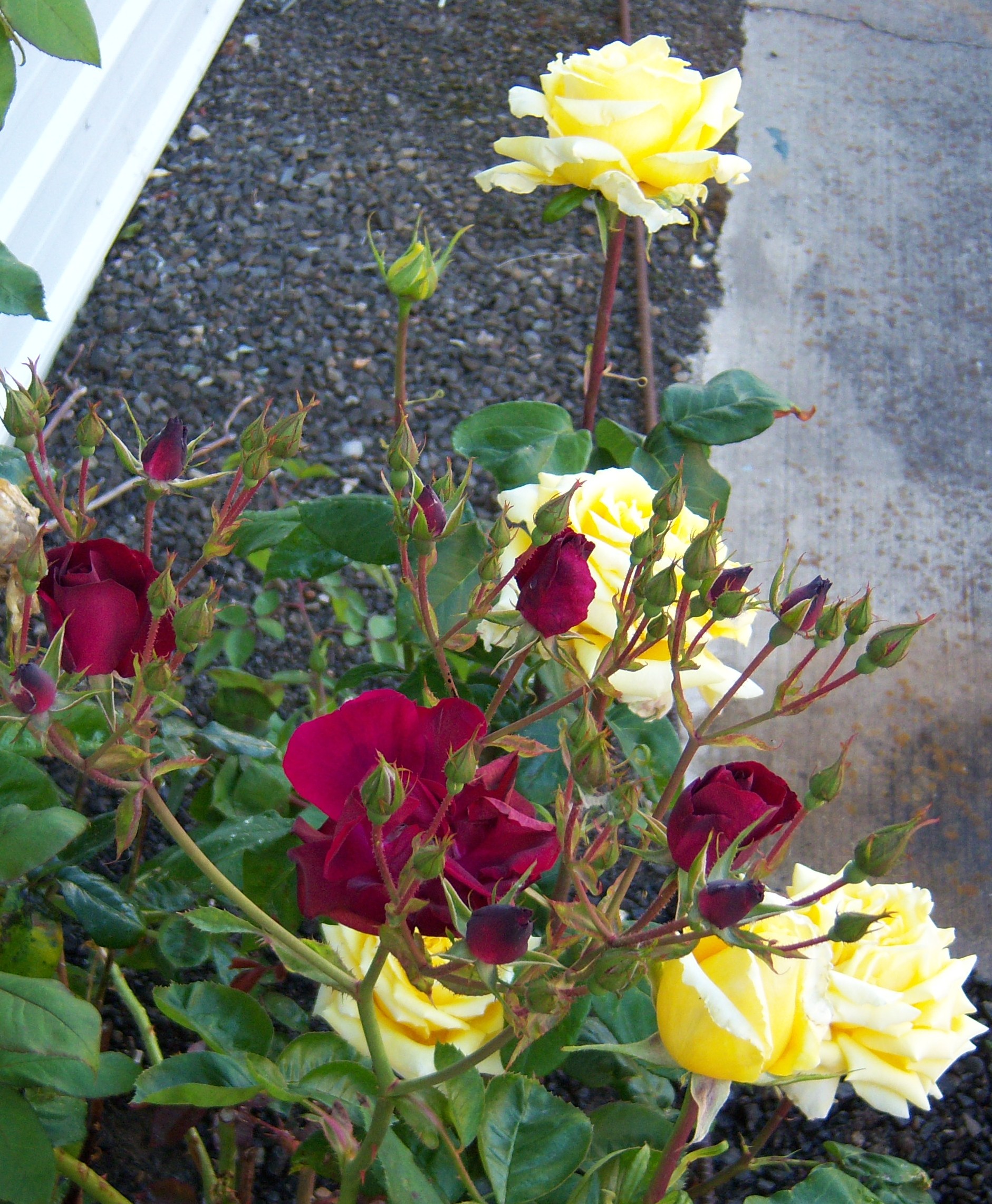 06-13-11The Red Roses Midst the Yellow Roses