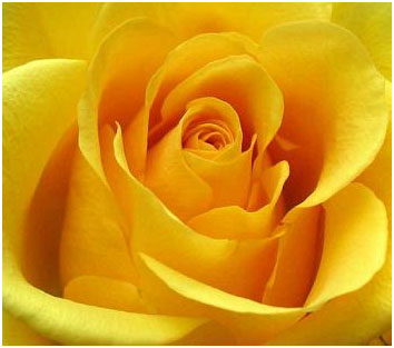 Joe's Yellow Rose - Love, Joy, Wisdom